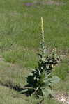 Common mullein